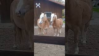 2 Haflinger🥰😍gehören nicht mir❤️ [upl. by Jacquet]