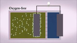 Electrifying Wastewater Using Microbial Fuel Cells to Generate Electricity [upl. by Ahsetel]