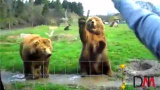 Bears Waving HD [upl. by Avek]