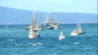 Herring fishery at Qualicum Beach [upl. by Anirbus710]