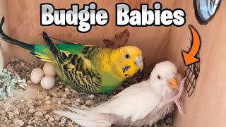 Beautiful Budgie Babies 🥰 Baby Budgie  Cocktail  Budgie Sounds  Birds Sounds  Australian Parrots [upl. by Bernelle]