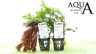 Aquascaping Lab  MYRIOPHYLLUM Aquatic Plant technical description and management all varieties [upl. by Pul]