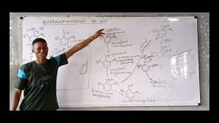 Biotransformation of DNT  Xenobiotics Metabolism [upl. by Annauj]