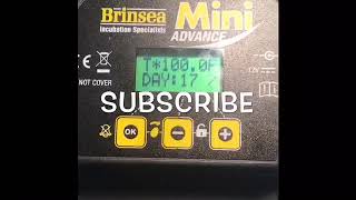 How To Use The Brinsea Mini Advance Incubator For Quail Eggs [upl. by Justinian]