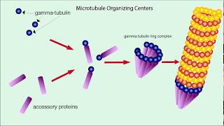 Microtubules Structure and Function [upl. by Koetke489]