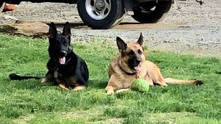 Two dogs shot in their Lancaster County backyard [upl. by Nimajaneb]