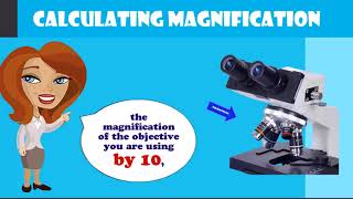 How to Calculate Total Magnification on a Compound Microscope [upl. by Karita]