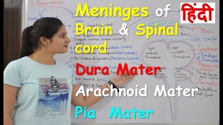 Meninges of brain amp spinal cord in Hindi  Dura mater  Arachnoid mater  Pia mater [upl. by Alieka263]