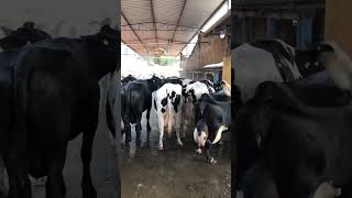 🔴  DAIRY COWS  HOLSTEIN Cattle ✅ Biggest Bulls And Cow [upl. by Onivla]