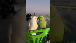 Parrot 🐦 Talking Each other foryou viralvideo nature trending viral viralshorts birdslover [upl. by Nelrah]