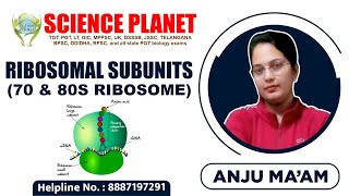 Ribosomal Subunits 70 amp 80s Ribosome by Anju Mam of Science Planet [upl. by Allevon]