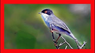 Sardinian Warbler Song Sardinian Warbler Call  Curruca Cabecinegra Canto  Sylvia Melanocephala [upl. by Nevanod]