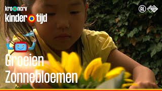 Groeien  Zonnebloemen Kindertijd KRONCRV [upl. by Yrtsed335]