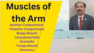 Muscles of the Arm [upl. by Langan]