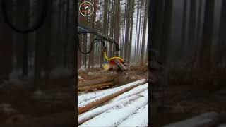 world sawyer  shorts super tree saw crane [upl. by Aivata]