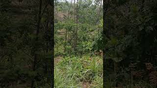 Hutan lambang kuning sukapura [upl. by Ihc]