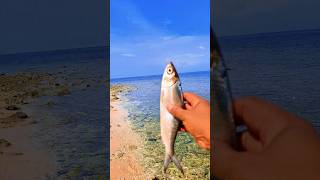 Found dead milkfish on the beach shorts shortvideo viralshorts [upl. by Jackqueline675]