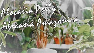 Alocasia Polly Care Tips  Alocasia Amazonica [upl. by Hillary]