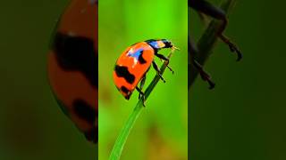 Coccinella transversalis known as ladybird beetle Shorts Viral Trending Explore FYP ForYouPage [upl. by Sheppard]