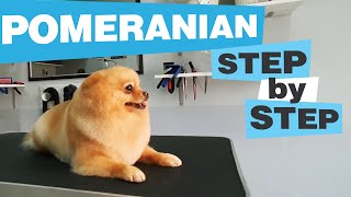 Sweet little POMERANIAN GROOMING CC  Haircut  Bathing  Undercoat removing  How to  Dog salon [upl. by Nylakcaj]