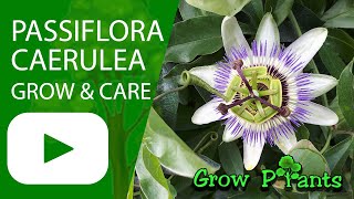 Passiflora caerulea  grow amp care Passion fruit [upl. by Correna]