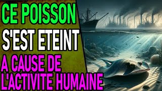 EXTINCTION DE MASSE CA Y EST CA COMMENCE Ecologie environnement extinction [upl. by Atteiluj]