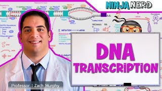 Cell Biology  DNA Transcription 🧬 [upl. by Hallutama497]