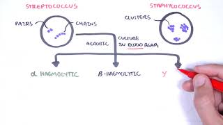 Microbiology  Streptococcus species [upl. by Wilden338]