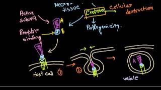 Corynebacterium diptheriae pathogenesis [upl. by Etteroma]