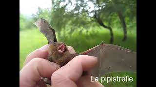 Pipistrelle et pouillot [upl. by Doughman279]