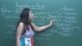 CBSE 11amp12th Biology  Respiration in Plants  Theory and Problem Solving  in English  Misostudy [upl. by Atinrahc]