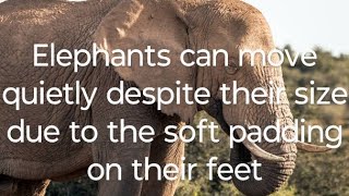 Elephants can move quietly despite their size due to the soft padding on their feet [upl. by Royden]