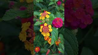 Lantana Lantana Camara [upl. by Rutan]