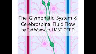 Glymphatic system and Cerebrospinal Fluid Flow [upl. by Babara828]