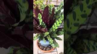 UPDATE Rescued Calathea Lancifolia is thriving [upl. by Noret]