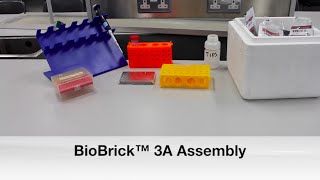 Protocol 3 BioBrick™ 3A Assembly [upl. by Kolodgie]