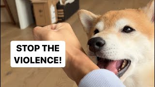 Shiba Fights Back Against Gambling Addiction [upl. by Heringer429]