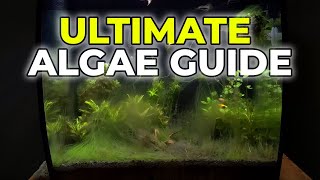 Ultimate Algae Control Guide in Under 5 Minutes [upl. by Lu894]