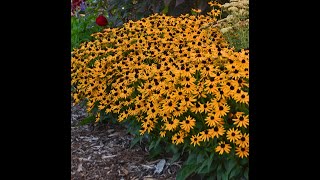 How to Winter Sow  Black Eyed Susan Rudbeckia Wild Flower from Seeds [upl. by Ahtiek38]