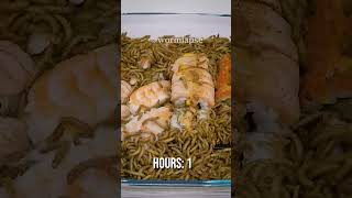 10 000 Mealworms vs SUSHI PLATE [upl. by Jempty]