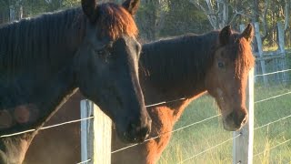 Horse foundation training and equitation science [upl. by Eeresid]