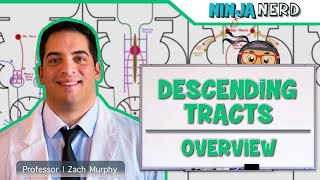 Neurology  Descending Tracts Overview [upl. by Litnahc]