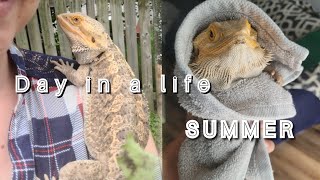 Day in a Life of a Bearded Dragon FIRST TIME Pet Owner  Summer Edition [upl. by Haslam]