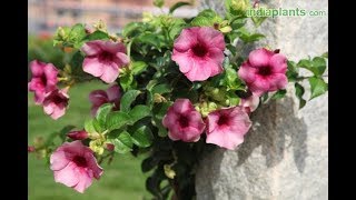 How to grow and care Allamanda [upl. by Aryam]