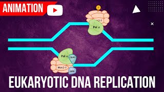 Eukaryotic DNA Replication Animation  Formation of Initiation complex [upl. by Vange]