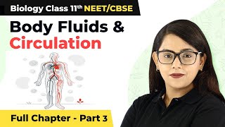 Class 11 Biology Chapter 18  Body Fluids And Circulation Full Chapter Explanation Part 3 [upl. by Oirevas]