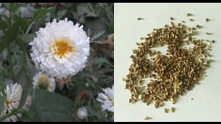 Collect Chrysenthemum Seeds  How to harvest Chrysenthemum Seed  English [upl. by Jezreel]