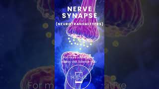 Synapse  Neurotransmitters Science Hub [upl. by Alarise]