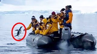 Penguin Being Chased by Killer Whales Hops on Tourist Boat [upl. by Nyrad]