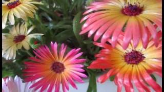 Ice plant Mesembryanthemum crystallinum [upl. by Eremehc]